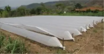 Microtúneles cubriendo un cultivo