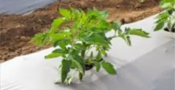 Cultivo con film para mulching